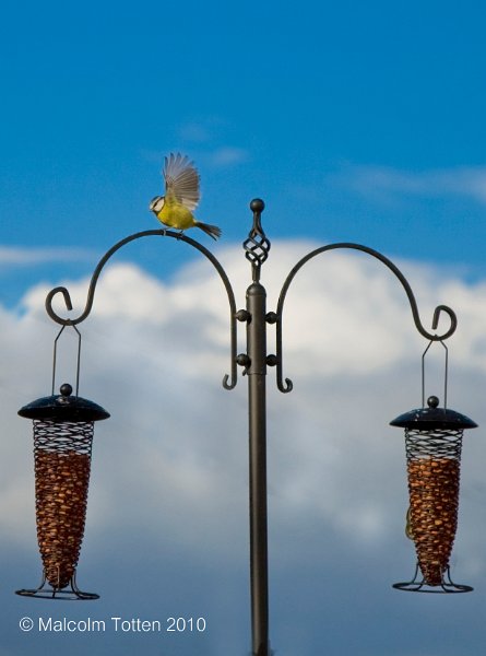 Bird on a wire.jpg